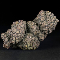 Versteinerter Reptilien Dung Koprolith aus Madagaskar
