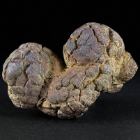 Fossilien Madagaskar versteinerter Reptilien Koprolith