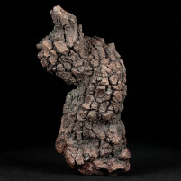 Versteinerter Koprolith Fossilien aus Madagaskar