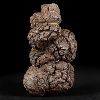 Versteinerter Kotstein Koprolith aus dem Eozän online bestellen