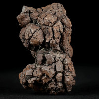 Versteinerter Reptilien Kotstein Koprolith aus Madagaskar