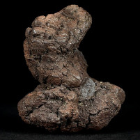 Versteinerter Koprolith aus dem Eozän Schildkröten Dung