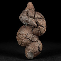 Versteinerter Koprolith aus dem Eozän Madagaskar