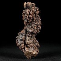 Versteinerter Reptilien Koprolith aus Madagaskar