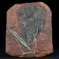 Fossilien versteinerte Seelilien Platte Scyphocrinites Silur von Marokko