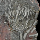 Fossilien aus dem Silur Seelilien Scyphocrinites elegans
