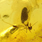 Bernstein Inkluse mit zwei Eintagsfliegen Leptophlebiidae