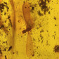Bernstein Baltikum mit Inklusen geflügelte Termiten