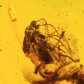 Baltischer Bernstein mit Inkluse Zehenkäfer Ptilodactylidae