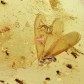Fossilien Kopal mit schönen Termiten Inklusen