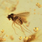 Fossilien Kopal mit Termiten und Fliegen Inklusen