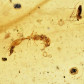 Kopal mit seltener Ameise Pseudomyrmecinae aus Madagaskar