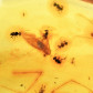 Fossilien Ameisen Inklusen im jungen Bernstein