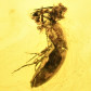 Baltischer Bernstein mit Insekten Inklusen Käfer