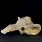 Fossilien versteinerter Knochen Wirbel von Spinosaurus 