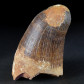 Fossilien Urkrokodil Zahn von Maroccosuchus