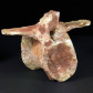 Fossilien Saurier Wirbel Knochen aus der Kreidezeit