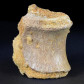 Fossilien Saurier Knochen aus den Kem Kem Beds