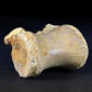 Versteinerter Dinosaurier Wirbelknochen aus der Kreidezeit