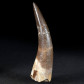 versteinerter Plesiosaurus Zahn aus der Kreidezeit