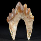 Fossilien versteinerter Urwal Zahn Pappocetus aus Westsahara
