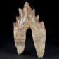 Versteinerter Urwal Zahn aus dem Eozän Pappocetus lugardi