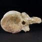 Fossilien versteinerter Wirbelknochen Plesiosaurus aus Marokko