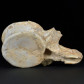 Wirbelknochen eines Plesiosaurier aus der Kreidezeit