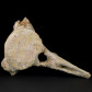 Versteinerter Knochenwirbel von Plesiosaurus Oberkreide Marokko