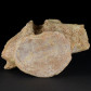 Versteinerter Wirbelknochen Plesiosaurier Zarafasura 