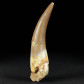 Versteinerter Reptilien Zahn Plesiosaurus Kreidezeit Marokko