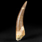 Versteinerter Plesiosaurier Zahn Zarafasaura oceanis zum Kaufen