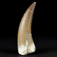 Versteinerter Plesiosaurus Zahn aus Khouribga Marokko