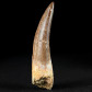 Versteinerter Plesiosaurus Zahn aus der Kreidezeit