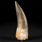 Versteinerter Plesiosaurus Zahn Kreidezeit Khouribga Marokko