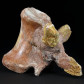 Schöner großer versteinerter Dinosaurier Knochen