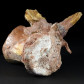 Fossilien versteinerter Saurier Wirbelknochen