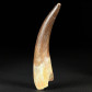 Großer versteinerter Plesiosaurus Zahn Zarafasaura aus der Kreidezeit