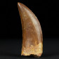 carcharodontosaurus saharicus versteinerter Zahn aus der Kreidezeit