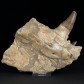 Versteinerter Mosasaurus Kieferknochen mit nachwachsenden Zähnen