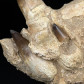 Fossilien Mosasaurus Kieferknochen mit nachwachsenden Zähnen