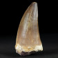 Fossilien versteinerter Mosasaurus Zahn Kreidezeit Marokko