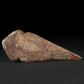 Fossilien versteinerte Raubsaurier Kralle aus der Kreidezeit
