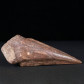 Versteinerte Spinosaurus Fußkralle aus der Kreidezeit von Marokko