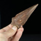 Fossilien seltene versteinerte Saurier Fußkralle Kem Kem Beds