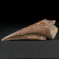 Versteinerte Spinosaurus Fußkralle aus den Kem Kem Beds