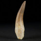 Fossilien versteinerter Reptilien Zahn von Zarafasaura oceanis