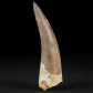 Fossilien versteinerter Plesiosaurus Zahn Kreidezeit