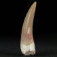 Fossilien online versteinerter Plesiosaurus Zahn