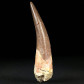 Versteinerter Plesiosaurier Zahn Zarafasaura aus der KReidezeit